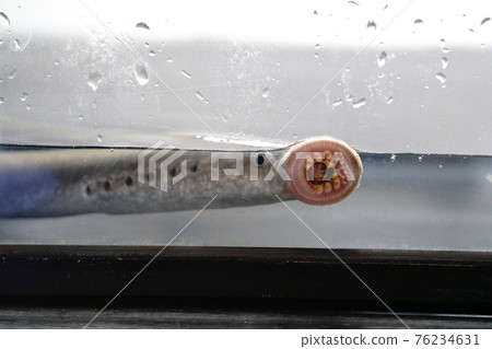 Lamprey sticking to the aquarium Lamprey sticking to the aquarium 76234631