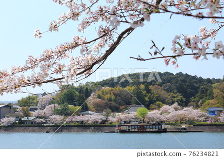 從瀨田川的對岸看春天的石山寺周圍的景色 76234821