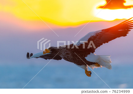 知床冬天 知床冬天 76234999