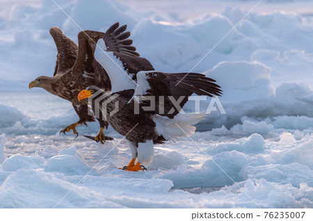 Shiretoko winter 76235007