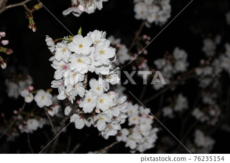 Sakura Spring has arrived Pink Sakura Spring has arrived Pink 76235154