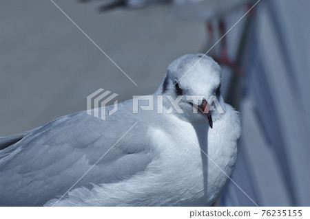 Black-headed gull staring at the front 76235155