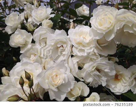 【澳大利亞】塔斯馬尼亞盛開的白玫瑰花籬 76235189