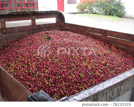 Colombian coffee fruit Colombian coffee fruit 76235329