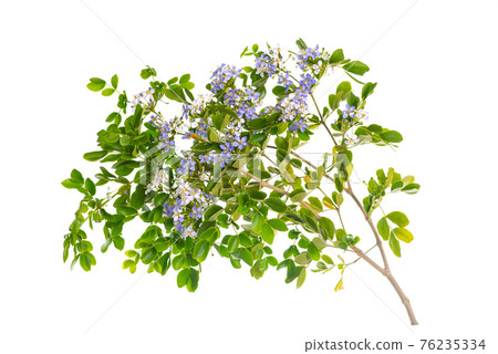 Close up Lignum Vitae (Guaiacum officinale Linn) and green leaves on black background isolated Close up Lignum Vitae (Guaiacum officinale Linn) and green leaves on black background isolated 76235334