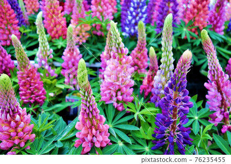 Colorful lupine 2 Colorful lupine 2 76235455