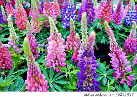Colorful Lupinus 1 Colorful Lupinus 1 76235457