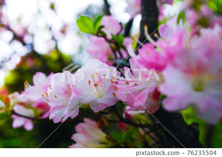 透明春杜鵑 透明春杜鵑 76235504