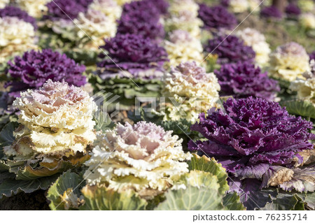 種植多葉牡丹的花壇形象 照片素材 圖片 圖庫