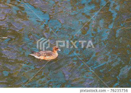 Sasa River duck 76235756