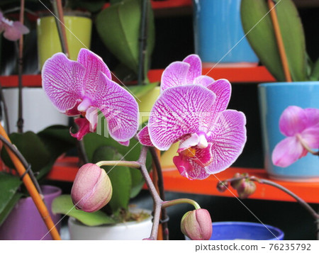 Colombian orchids 76235792