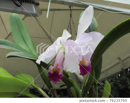 Colombian orchids 76235793
