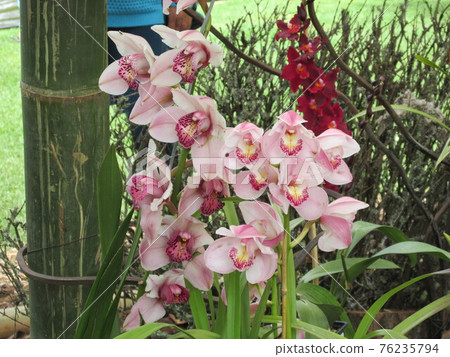 Colombian orchids 76235794
