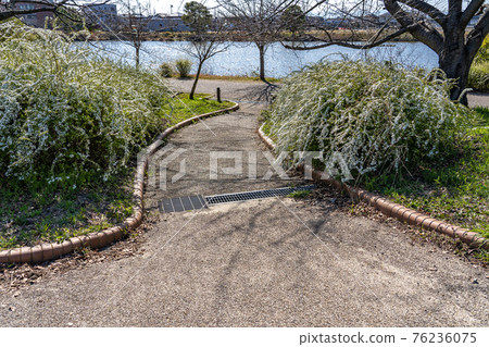 從名古屋市港區戶田川綠地公園看到的戶田川和雪柳 從名古屋市港區戶田川綠地公園看到的戶田川和雪柳 76236075