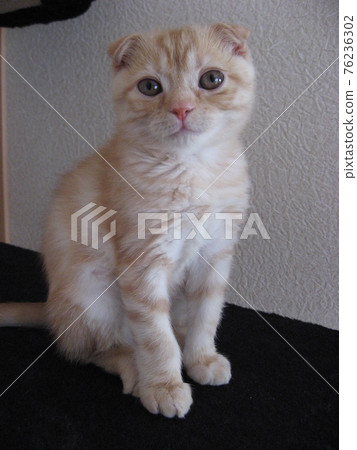 Kitten whole body 76236302