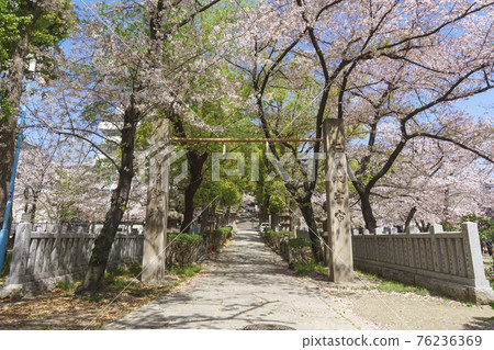櫻花季 Naniwa Kozu Shrine (Kozu Shrine) 表參道 2021 年 3 月 櫻花季 Naniwa Kozu Shrine (Kozu Shrine) 表參道 2021 年 3 月 76236369