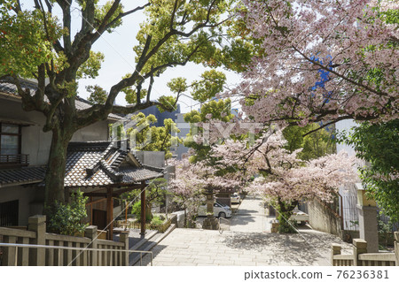 Naniwa Kozu Shrine (Kozu Shrine) 表參道返回之路 2021 年 3 月 Sakura Spring 76236381