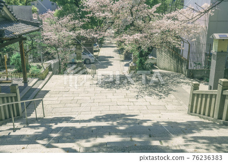 Naniwa Kozu Shrine (Kozu Shrine) 表參道返回之路 2021 年 3 月 Sakura Spring 76236383