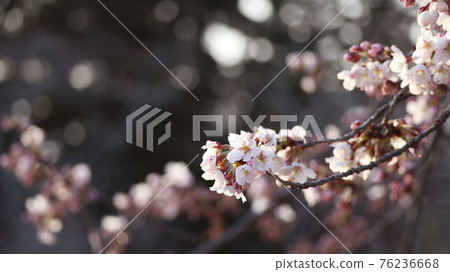 櫻桃樹 櫻桃樹 76236668
