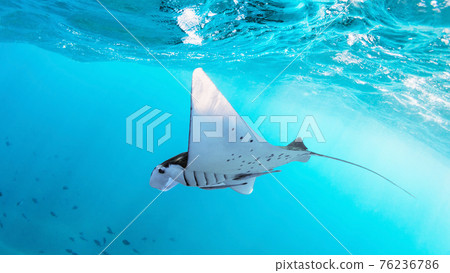 Underwater view of hovering Giant oceanic manta ray 76236786