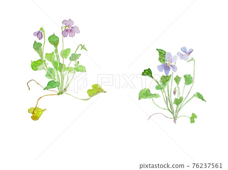 Viola grypoceras Viola grypoceras 76237561