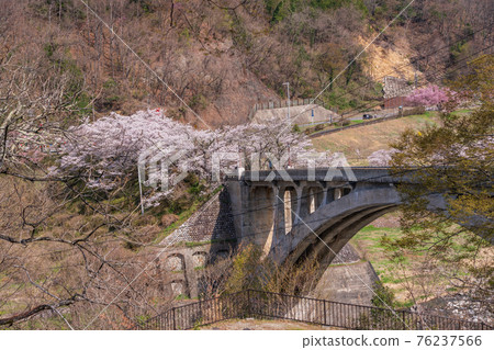 (Nagano Prefecture) Sakato Bridge over the Tenryu River, cherry blossoms in full bloom (Nagano Prefecture) Sakato Bridge over the Tenryu River, cherry blossoms in full bloom 76237566