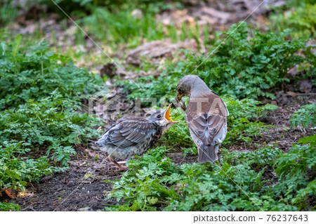 Thrush fieldfare, Turdus pylaris, feeds the chick with earthworms on the ground. An adult chick left the nest but his parents continue to take care of him. 76237643