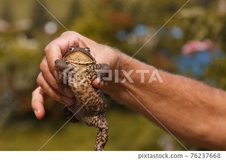 a man holds a toad in his hands. Studying the structure of a frog 76237668