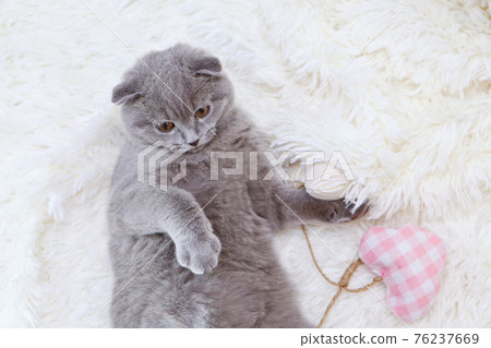 a lop-eared Scottish cat lying. An animal on a green background. fun for pets a lop-eared Scottish cat lying. An animal on a green background. fun for pets 76237669