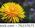 Dandelion Dandelion 76237675