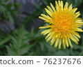 Dandelion Dandelion 76237676