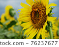 Sunflower and bee Sunflower and bee 76237677