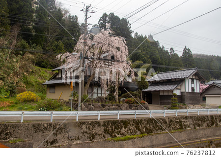 椿田町的櫻花 76237812