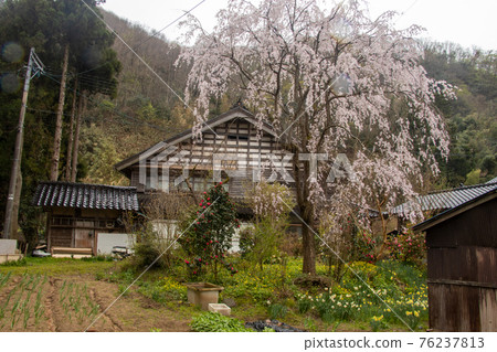 椿田町的櫻花 76237813