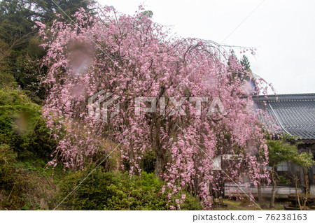 椿田町的櫻花 椿田町的櫻花 76238163