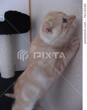 小貓望著 小貓望著 76238166