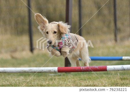Dog agility Dog agility 76238221