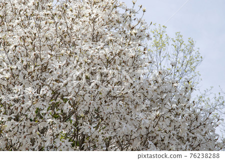 Kobusi 花盛開(4 月) Kobusi 花盛開(4 月) 76238288