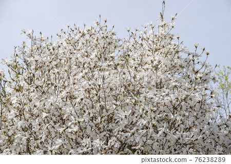 Kobusi flowers in full bloom (April) 76238289