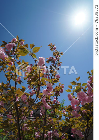 Yae Sakura "Sekiyama" that shines beautifully in the blue sky 76238372