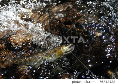 The yamame trout hung at the point where the flow became vague on the bedrock and fell violently. 76238588