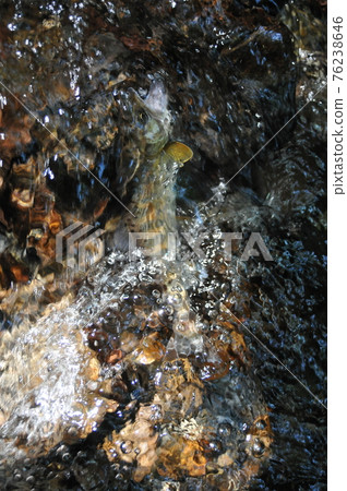 The yamame trout hung at the point where the flow became vague on the bedrock and fell violently. 76238646