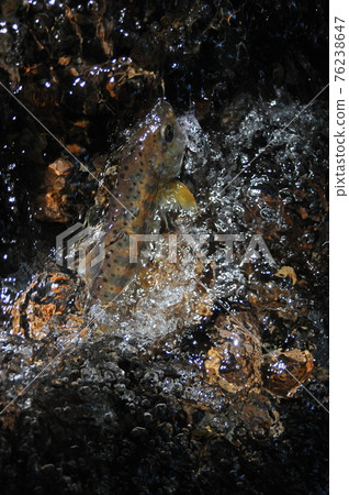 The yamame trout hung at the point where the flow became vague on the bedrock and fell violently. 76238647