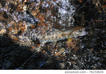 The yamame trout hung at the point where the flow became vague on the bedrock and fell violently. 76238648
