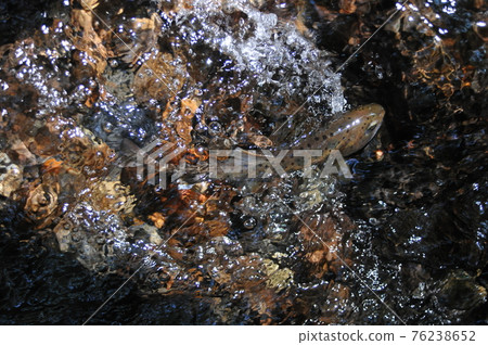 The yamame trout hung at the point where the flow became vague on the bedrock and fell violently. 76238652