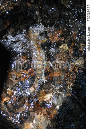 The yamame trout hung at the point where the flow became vague on the bedrock and fell violently. 76238655