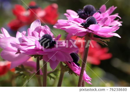 Spring flower anemone close-up Spring flower anemone close-up 76238680