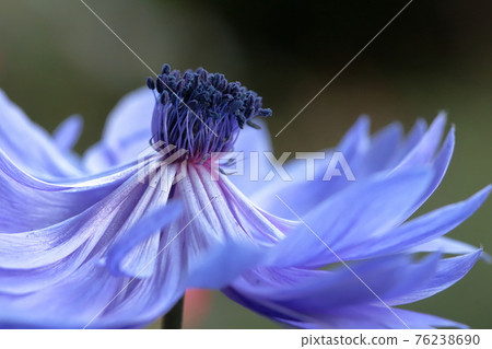 春天的花朵海葵特寫 76238690