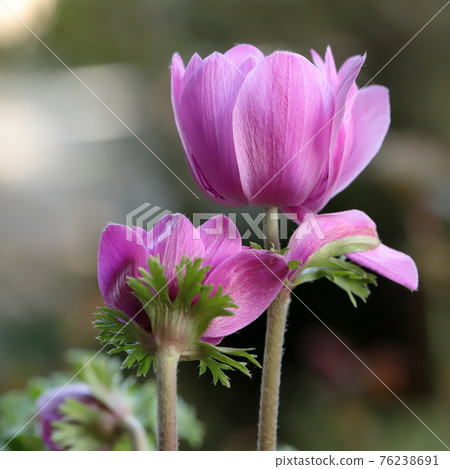 春天的花朵海葵特寫 春天的花朵海葵特寫 76238691