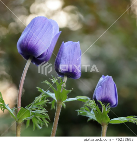 Spring flower anemone close-up 76238692